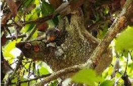 Filipino Wool Wing Flying Lemurs leben auf den Philippinen - einige der erstaunlichsten Tiere der Welt