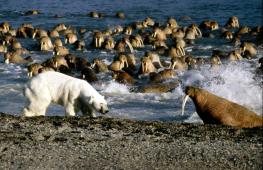 Wrangel Island: Reserve, Helyszín Oroszország, Éghajlat, Koordináták