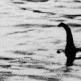 Loch Ness -i szörny hol.  Loch Ness -tó  Szemtanú történetek a Loch Ness -i szörnyeteggel szemben